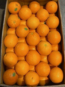 LocSweet Orange (CTN)